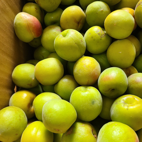 とにかく安く買いたいに！大きな傷あり紀州南高梅 青梅【10kg