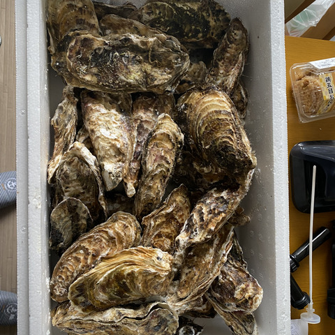 完成品 10％OFF設定中】加熱用5kg 殻付 殻付き牡蠣 5名様用の牡蠣 魚介