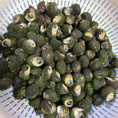 やめられない 止まらない ビナ貝 1kg 大きさは画像2で確認してください 福岡県のレビュー一覧 食べチョク 産地直送 産直 お取り寄せ通販 農家 漁師から旬の食材を直送 やめられない 止まらない ビナ貝 1kg 大きさは画像2で確認してください 福岡県のレビュー一覧 食べチョク 産地直送 産直 お取り寄せ通販 農家 漁師から旬の食材を直送