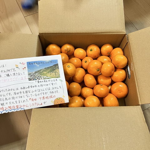 有田みかん【小粒小玉】3.3kg（箱込）：和歌山県産のみかん・柑橘類