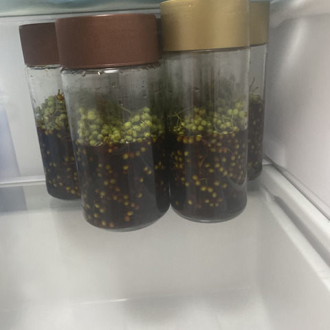 実山椒 山椒の実 500g 山椒：青森県産の実山椒｜食べチョク｜産地直送
