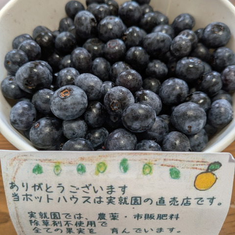 朝どれ】【農薬・肥料・除草剤不使用】朝摘みブルーベリー（500g