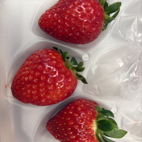 2024年全国いちご選手権入賞いちご！希少品種 四つ星級【よつぼし