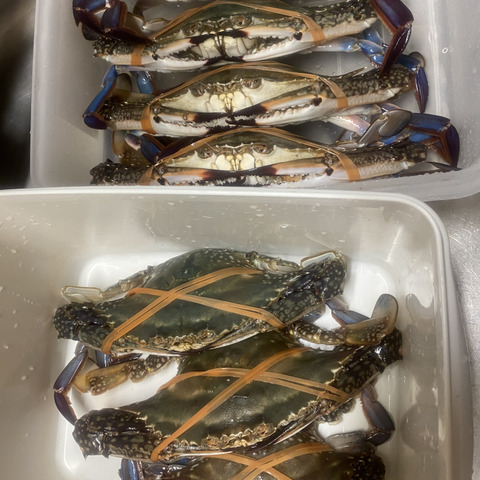 活梱包 日本三景松島産 ワタリガニ オス大サイズ ２ｋｇ 約６杯 宮城県のレビュー一覧 食べチョク 農家 漁師の産直ネット通販 旬の食材を生産者直送