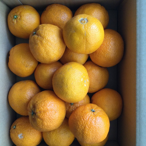 数量限定】デコポン発祥地からミニポン3kg（不知火）〜雑誌
