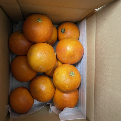 太陽の恵みをギュッと凝縮】ブラッドオレンジ 【家庭用 3kg】：愛媛県