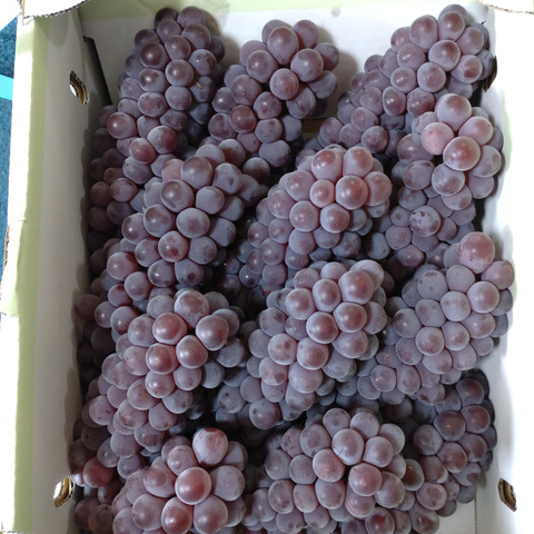 山梨県勝沼産　デラウエア　4k けいすけ 2025年【自家農園で（種なし）デラウェア狩り食べ放題45分