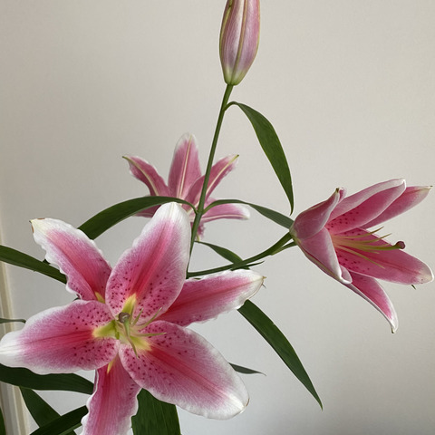 新登場 るっち様専用 白ユリ10本 シベリア 本日入荷つぼみたくさん 送料無料小型宅配便 ハンドメイド 日用品 インテリア Roe Solca Ec