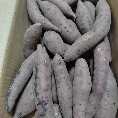 訳あり品】⭐︎20kg⭐︎熟成！蜜たっぷり紅はるか♪さつまいも⭐︎限定