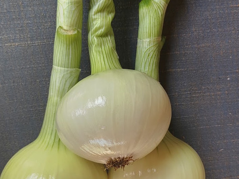 自然農法の白玉ねぎ５ｋｇ