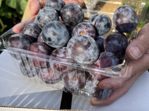 【お中元】国産生プルーンと桃の詰め合わせ3kg箱