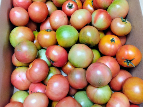 これで最終！超お買い得！大玉トマト（小ぶり）6K。