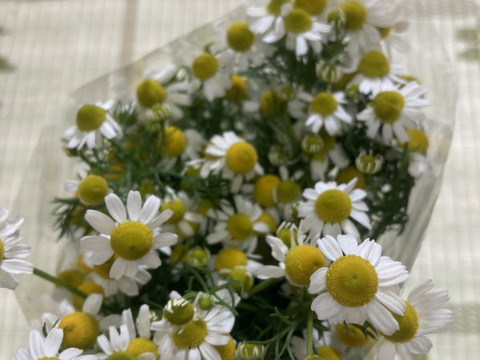 なべくら高原産香り豊かなフレッシュカモミール 3束600g