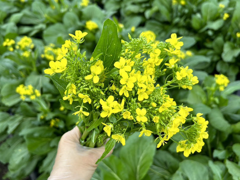 朝採り旬野菜セット(８０サイズ)