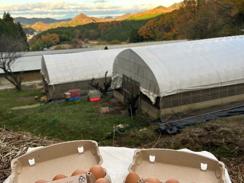 【2025食べちょくアワード受賞卵】古都風雅ファームの大寒卵（大寒初日1/20生まれの卵）