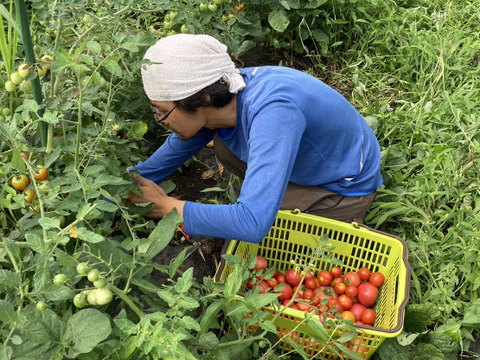 新鮮！旬の野菜セット【Lサイズ : 約7～8kg】【15品目】農薬・化学肥料不使用