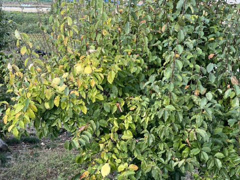 かりん仕事始めませんか？加工用本かりん4kg