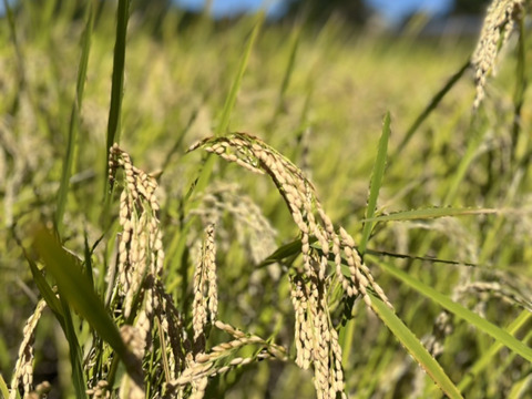群馬県産！赤城高原の大自然の中で育った精米したての新米コシヒカリ(５kg)