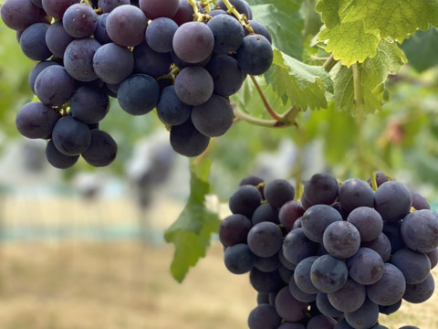 藤田農園のこだわりの種あり巨峰　2kg(3〜5房)