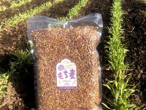 自然栽培　もち麦(玄麦・ダイシモチ)　3kg　農薬肥料不使用のスーパーフード！