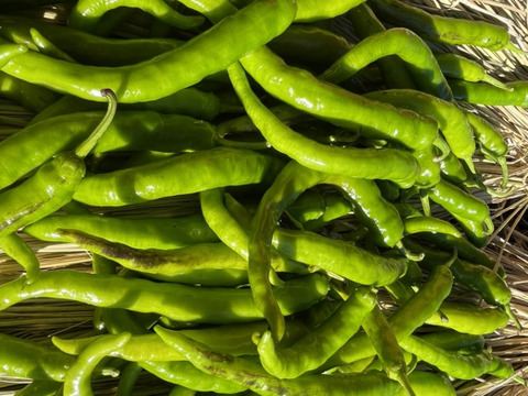 【今年最後の夏野菜】とりきり甘長ししとう1キロ（70本〜80本）