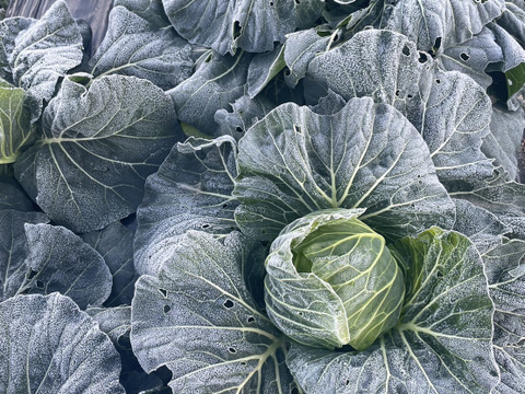 【農薬不使用】冬のあまいキャベツ　約３kg  ２〜３株