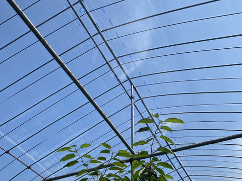 【受取日指定可】最高のバランスのさくらんぼ『紅秀峰』秀２L  1㎏ バラ（500g×2P）