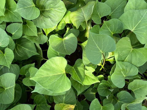 【2種食べ比べセット】シルクスイート・紅はるか土付き（2kg）500gずつ個包装