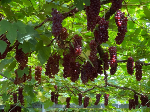 島根県産デラウェアぶどう＿2kg箱