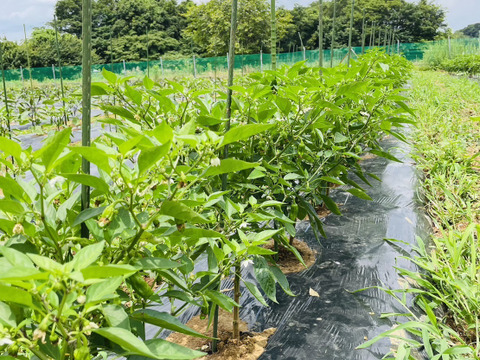 「ししとう200g」「万願寺とうがらし150g」の風味豊かな緑黄色野菜セット