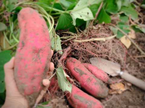 【福袋】高野山麓精進野菜カラフルじゃがいも＆さつまいも＆ローズマリー少量　箱込み4.9キロ　先着15名様ヘチマたわしおまけ付き！！