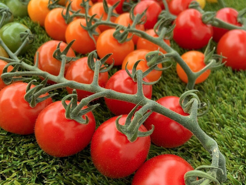 【夏ギフト】幸せを運ぶ観葉植物＆甘い「ほれトマト」200ｇ*２袋のセット