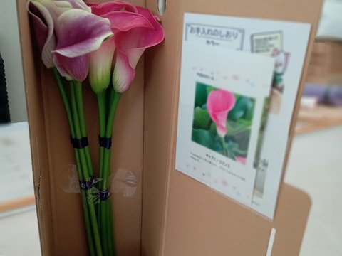 【予約販売】7月上旬収穫後順次発送　新潟県産　カラー切り花10本 　2～3色MIX　※沖縄県・離島配送不可※