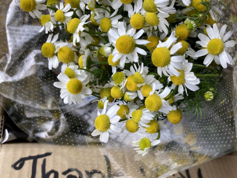 なべくら高原産香り豊かなフレッシュカモミール 3束600g