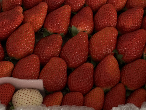 トクトク🍓いちごの宝石箱
朝摘み完熟❤️酵素栽培のこだわりいちご
(１月下旬〜２月上旬発送)
【いちご食べ比べ】