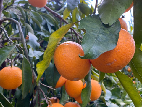 【味に自信あり】まる美の果汁たっぷり完熟清見オレンジ3kg