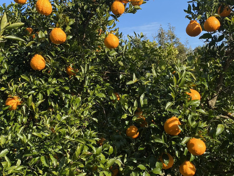 「柑橘食べ比べ」せとか&不知火約5キロ
