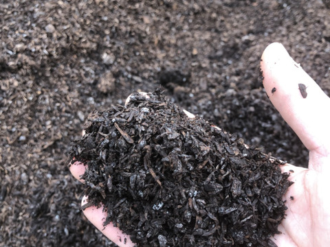 ホワイトショコラベイビーコーン50本セット🌽