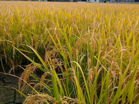 《農薬不使用・肥料除草剤不使用》お日さまたっぷりのお米『日本晴』【白米】5kg・2025年和歌山県産