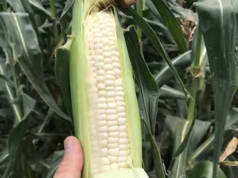 【エコ梱包】めっちゃ甘い！『白いトウモロコシ 10本』再利用段ボール使用