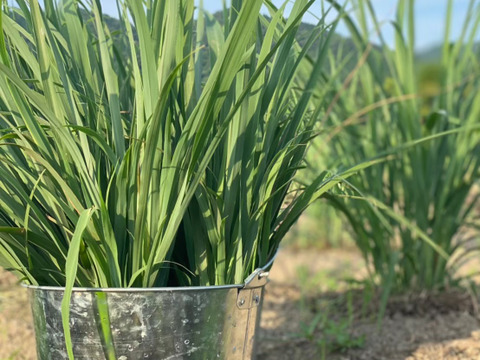 【栽培期間中】葉 フレッシュレモングラス  300g【農薬不使用】