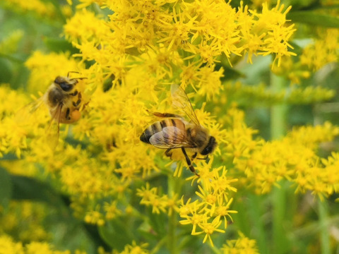 桜島産『みかん蜜』250g    ボトルタイプ