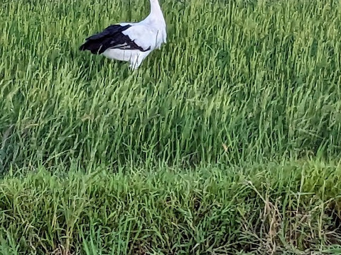 ＜実りの秋②＞自然栽培　農薬・化学肥料不使用　紅はるか1.8K　さつまいもご飯レシピ付き