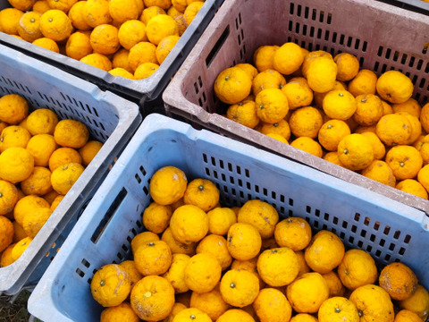 香り高い！柚子2kg  農薬不使用