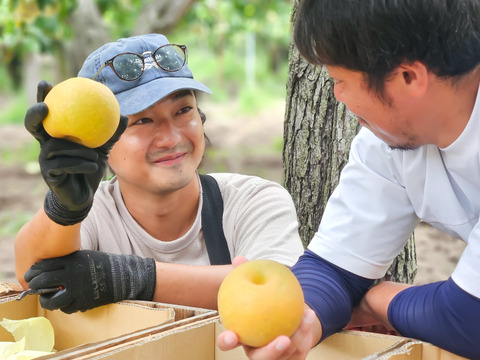 香り高く贅沢な味わい。幻の梨「かほり（かおり）」5㎏訳あり品