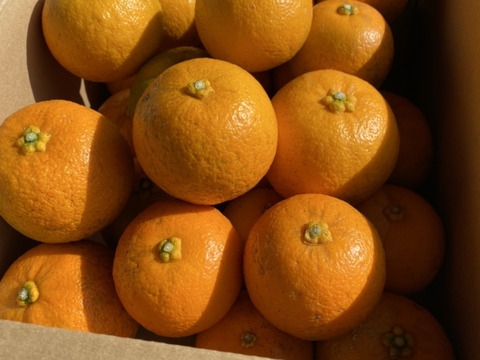 【数量限定】ポン酢に最高！まる美農園の美味しい橙（3kg）