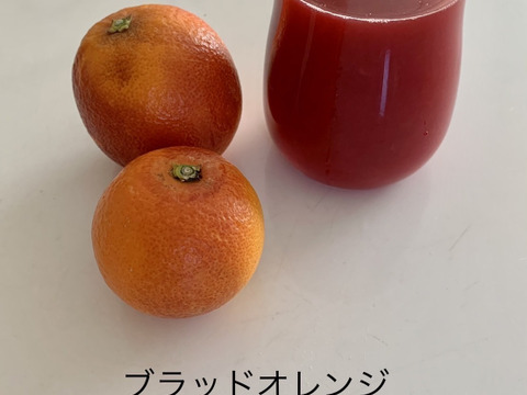 「月の引力が見える町」佐賀 太良町 山内柑橘農園「濃厚 ブラッドオレンジ」5kg