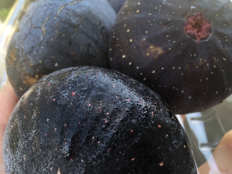 西洋いちじく2品種詰め合わせ ロードス約300g×2パック　ビオレソリエス 約300g×2パック　 【栽培期間中農薬.化学肥料不使用】