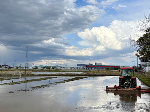 埼玉北川辺産【令和7年新米】コシヒカリ 玄米30kgキロ（精米不可）特別栽培米