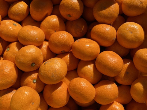 【貯蔵みかん】静岡県産　寿太郎みかん　5kg   農家直送　訳あり　家庭用　美味しいみかん